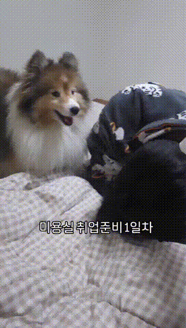 강아지 미용실 취업준비 1일차 | 인스티즈