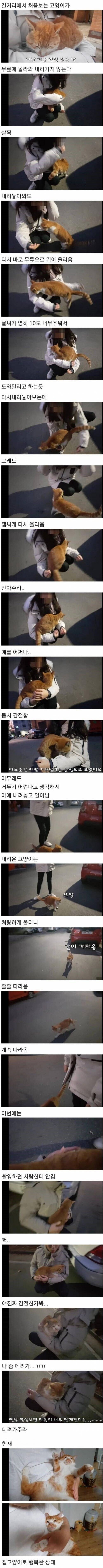 영하 10도가 너무 추웠던 길냥이 | 인스티즈